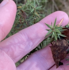 Leptospermum continentale at Paddys River, ACT - 17 Jun 2023