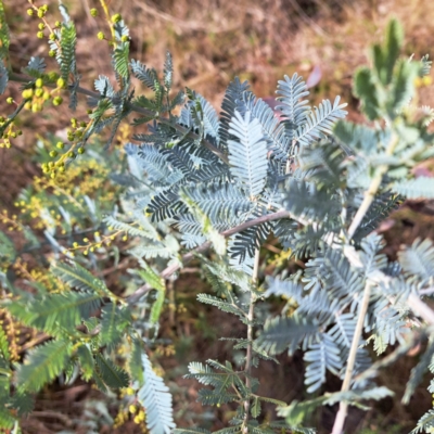 Acacia baileyana (Cootamundra Wattle, Golden Mimosa) at Mount Majura - 26 Jun 2023 by abread111