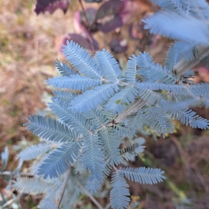 Acacia baileyana at Watson, ACT - 26 Jun 2023