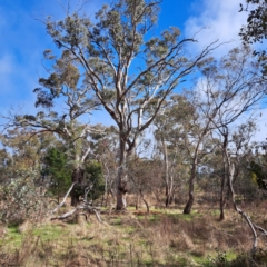 Eucalyptus blakelyi (Blakely's Red Gum) at Mount Majura - 26 Jun 2023 by abread111