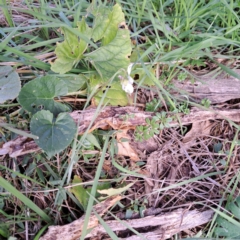 Viola odorata (Sweet Violet, Common Violet) at Mount Majura - 26 Jun 2023 by abread111
