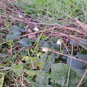 Viola odorata at Watson, ACT - 26 Jun 2023