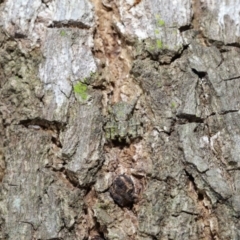 Stephanopis altifrons (Knobbly crab spider) at Wellington Point, QLD - 16 Jun 2023 by TimL