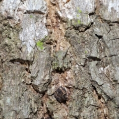 Unidentified Other hunting spider at Wellington Point, QLD - 16 Jun 2023 by TimL