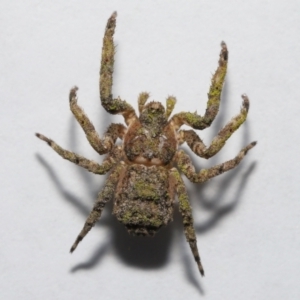 Stephanopis altifrons at Wellington Point, QLD - suppressed