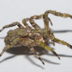 Stephanopis altifrons at Wellington Point, QLD - suppressed