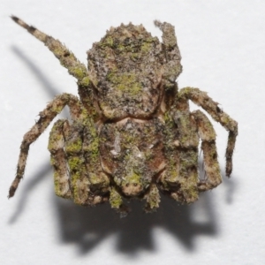 Stephanopis altifrons at Wellington Point, QLD - suppressed