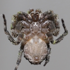 Stephanopis altifrons at Wellington Point, QLD - suppressed