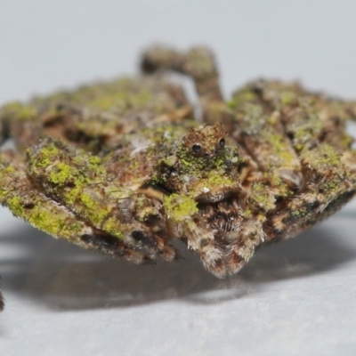 Stephanopis altifrons (Knobbly crab spider) at Wellington Point, QLD - 16 Jun 2023 by TimL