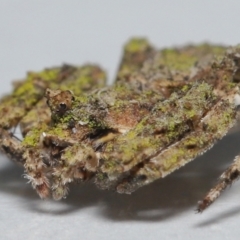 Stephanopis altifrons at Wellington Point, QLD - suppressed