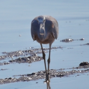 Egretta novaehollandiae at Ormiston, QLD - 25 Jun 2023