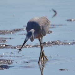 Egretta novaehollandiae at Ormiston, QLD - 25 Jun 2023