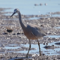 Egretta novaehollandiae at Ormiston, QLD - 25 Jun 2023