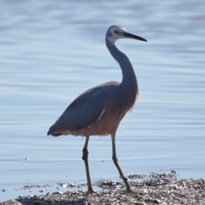 Egretta novaehollandiae at Ormiston, QLD - 25 Jun 2023