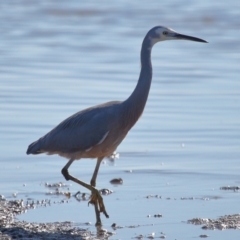 Egretta novaehollandiae at Ormiston, QLD - 25 Jun 2023 10:14 AM