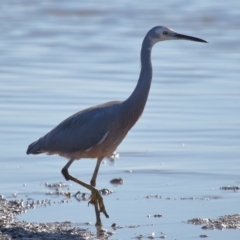 Egretta novaehollandiae at Ormiston, QLD - 25 Jun 2023