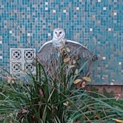 Tyto alba (Barn Owl) at Lyneham, ACT - 27 Jun 2023 by Venture