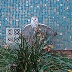 Tyto alba (Barn Owl) at City Renewal Authority Area - 26 Jun 2023 by Venture