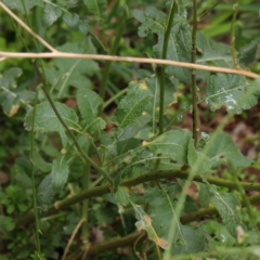 Hirschfeldia incana (Buchan Weed) at Turner, ACT - 6 Apr 2023 by ConBoekel