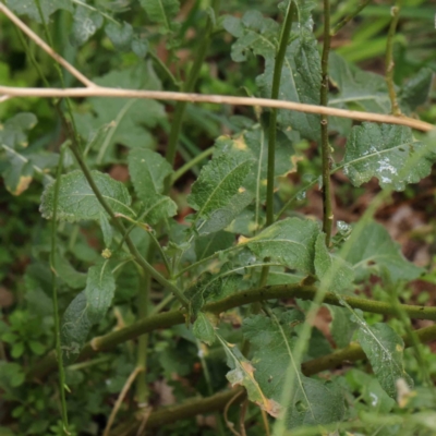 Hirschfeldia incana (Buchan Weed) at Sullivans Creek, Turner - 6 Apr 2023 by ConBoekel