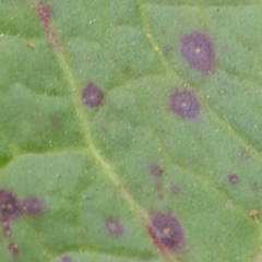 zz rusts, leaf spots, at Haig Park - 6 Apr 2023 by ConBoekel