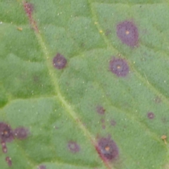 zz rusts, leaf spots, at City Renewal Authority Area - 6 Apr 2023 by ConBoekel