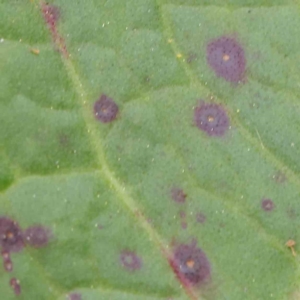 zz rusts, leaf spots, at Turner, ACT - 6 Apr 2023 03:02 PM