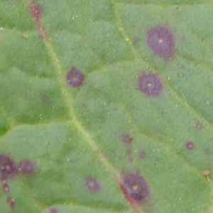 zz rusts, leaf spots, at Turner, ACT - 6 Apr 2023