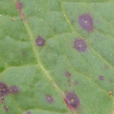 zz rusts, leaf spots, at City Renewal Authority Area - 6 Apr 2023 by ConBoekel