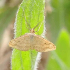 Scopula rubraria (Reddish Wave, Plantain Moth) at City Renewal Authority Area - 6 Apr 2023 by ConBoekel