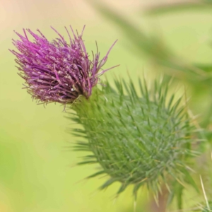 Cirsium vulgare at Turner, ACT - 6 Apr 2023