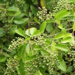 Ligustrum sinense at Turner, ACT - 6 Apr 2023 02:22 PM