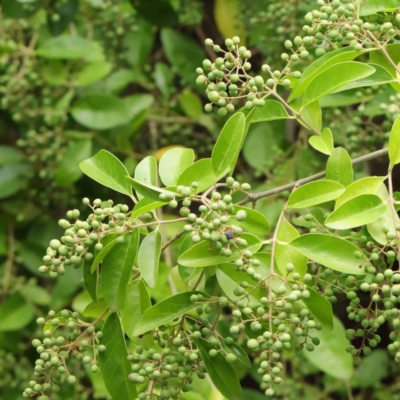 Ligustrum sinense (Narrow-leaf Privet, Chinese Privet) at Sullivans Creek, Turner - 6 Apr 2023 by ConBoekel