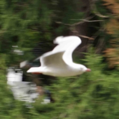 Chroicocephalus novaehollandiae (Silver Gull) at Sullivans Creek, Turner - 6 Apr 2023 by ConBoekel