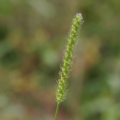 Setaria (genus) (Pigeon Grass) at Turner, ACT - 6 Apr 2023 by ConBoekel