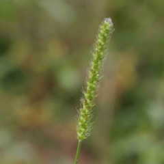 Setaria sp. (Pigeon Grass) at Turner, ACT - 6 Apr 2023 by ConBoekel