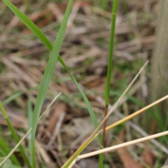 Setaria sp. at Turner, ACT - 6 Apr 2023