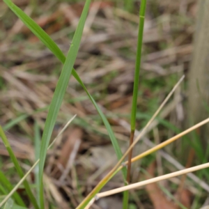 Setaria sp. at Turner, ACT - 6 Apr 2023 09:09 AM