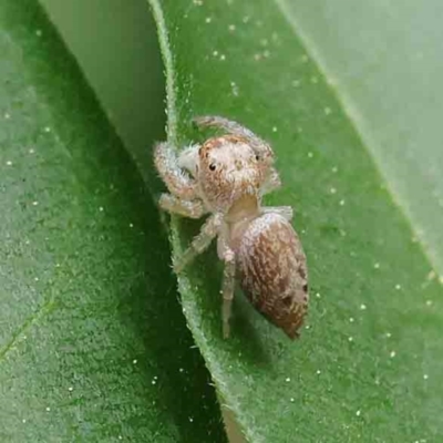 Opisthoncus grassator (Jumping spider) at City Renewal Authority Area - 6 Apr 2023 by ConBoekel
