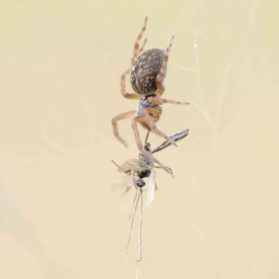 Badumna (genus) (Lattice-web spider) at Turner, ACT - 6 Apr 2023 by ConBoekel