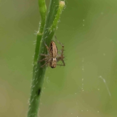 Oxyopes sp. (genus) (Lynx spider) at City Renewal Authority Area - 6 Apr 2023 by ConBoekel