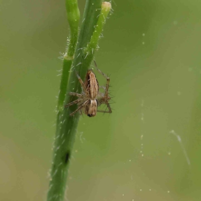 Oxyopes (genus) (Lynx spider) at Turner, ACT - 6 Apr 2023 by ConBoekel