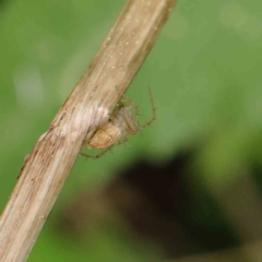 Oxyopes sp. (genus) (Lynx spider) at Sullivans Creek, Turner - 6 Apr 2023 by ConBoekel