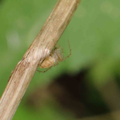 Oxyopes sp. (genus) (Lynx spider) at City Renewal Authority Area - 6 Apr 2023 by ConBoekel