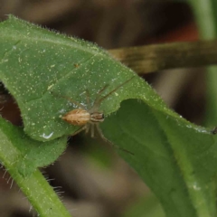 Oxyopes sp. (genus) at Turner, ACT - 6 Apr 2023