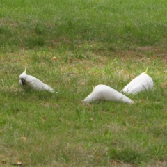 Cacatua galerita (Sulphur-crested Cockatoo) at Sullivans Creek, Turner - 6 Apr 2023 by ConBoekel