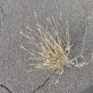 Chloris virgata at Fyshwick, ACT - 27 Jun 2023