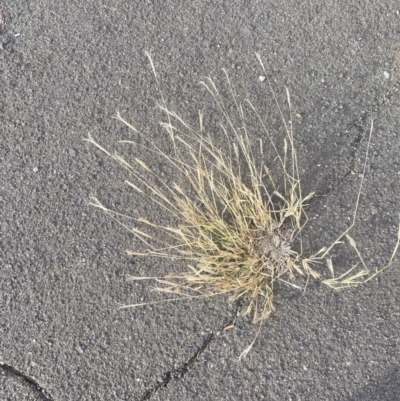 Chloris virgata (Feathertop Rhodes Grass) at Fyshwick, ACT - 27 Jun 2023 by natureguy