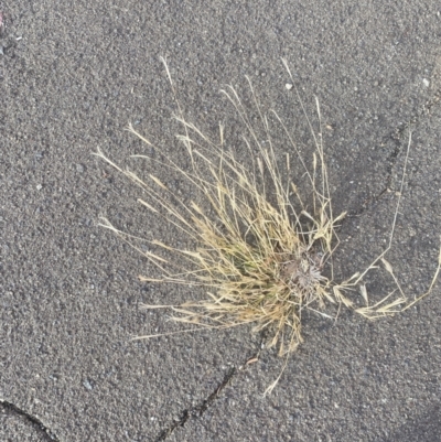 Chloris virgata (Feathertop Rhodes Grass) at Fyshwick, ACT - 26 Jun 2023 by natureguy