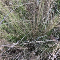 Nassella trichotoma (Serrated Tussock) at Watson, ACT - 26 Jun 2023 by waltraud